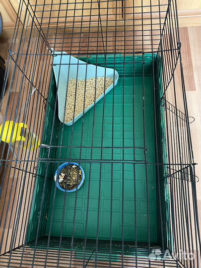 Декоративный кролик вислоухий