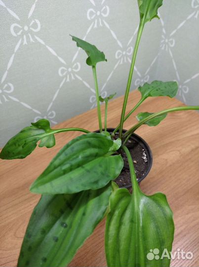 Комнатные растения.Дримиопсис,сингониум,эпипремнум