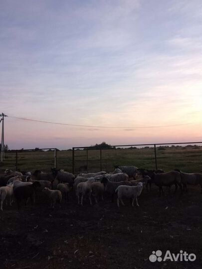 Овцы/бараны/ягнята