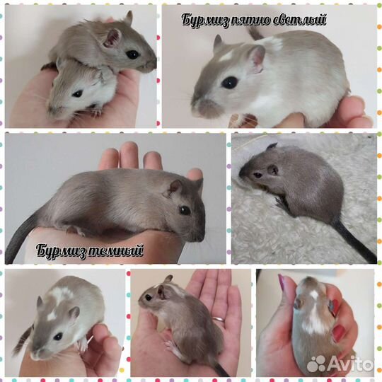 Монгольская песчанка разные окрасы