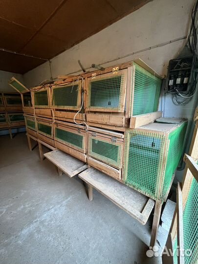 Клетки для цыплят