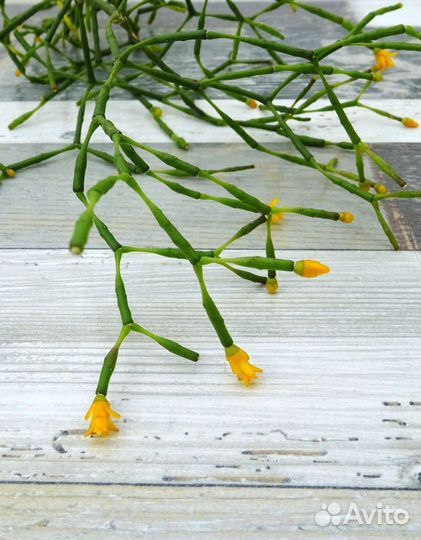 Хатиора жёлтая