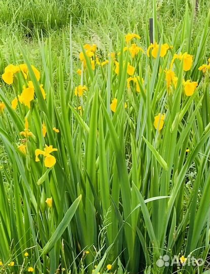 Цветы ирисы