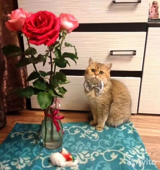 Вязка Британская золотая шиншилла