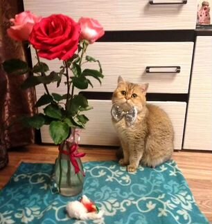 Вязка Британская золотая шиншилла