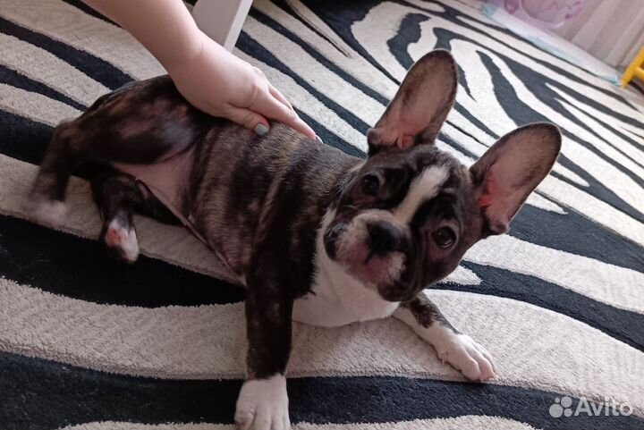Французский бульдог