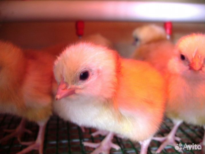 Цыплята бройлер