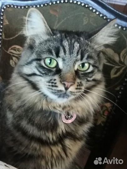 Кошка