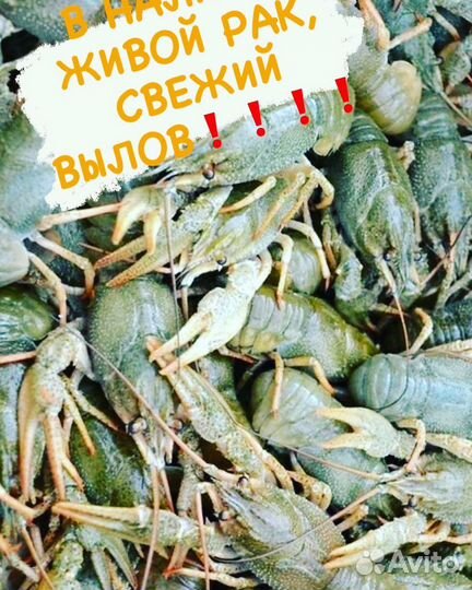 Живые раки с доставкой
