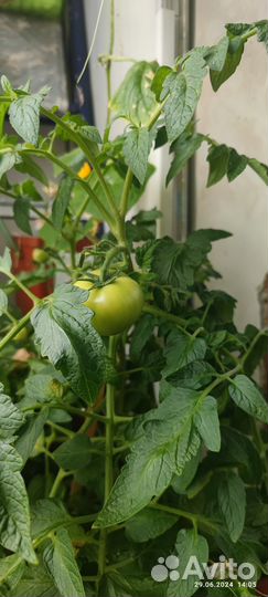 Кусты томата