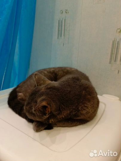 Кошка