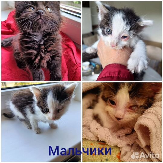 Котята 1 месяц