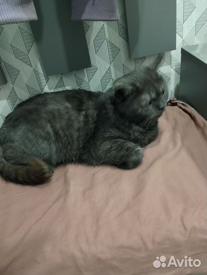 Кошка, британка, 1.5-2года