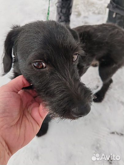 Мелкий пёсик