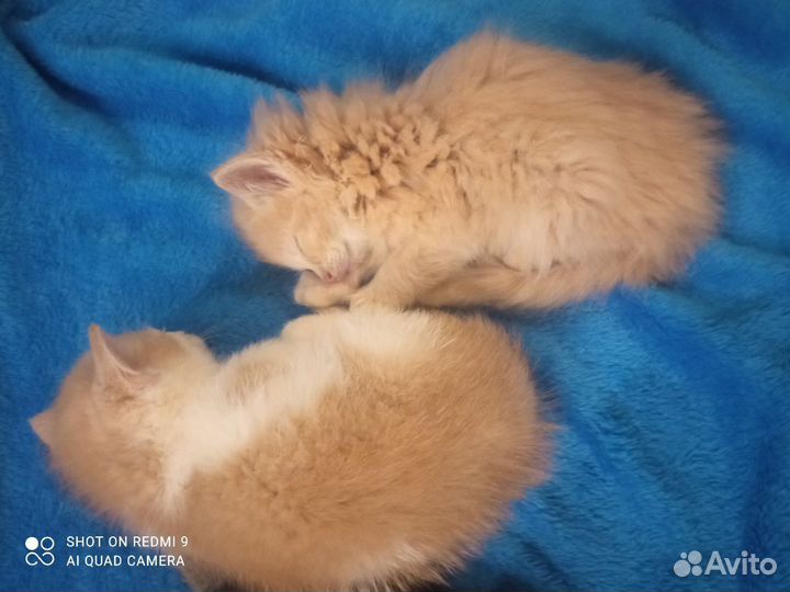 Отдам котят в добрые руки