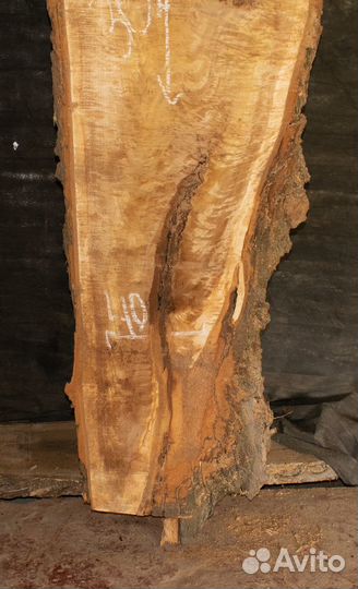 Слэб тополя 302*64*7