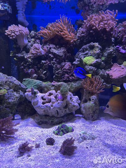 Морской Аквариум комплект