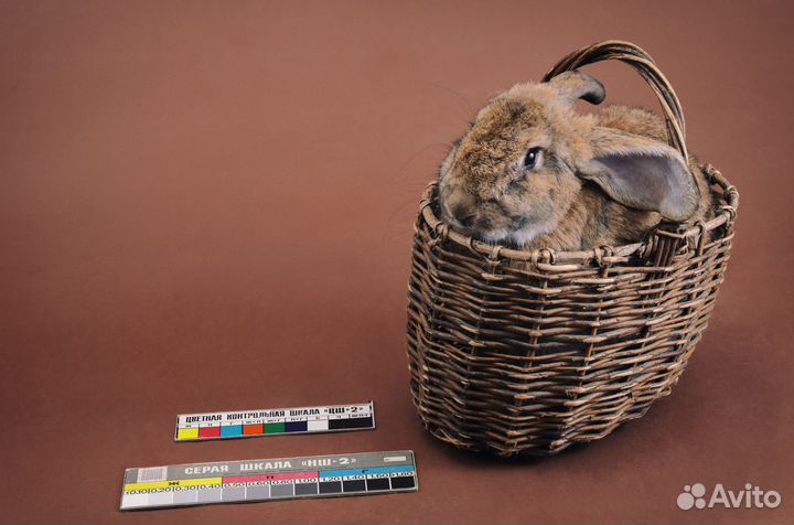 Кролики (бабочки, калифорнийские, черные строкачи)