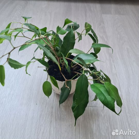 Фикус бенджамина