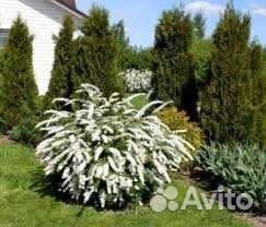 Ива Хакуро Нишики,Барбарисы,Спирея грифшеймлапчатк