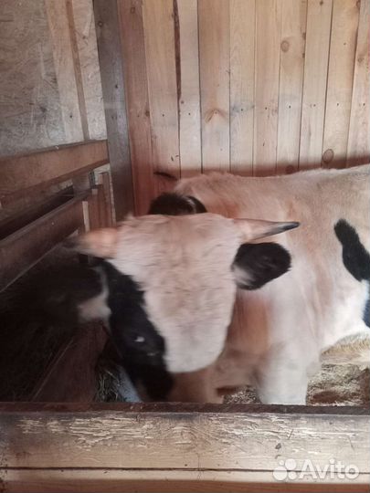 Быки на племя