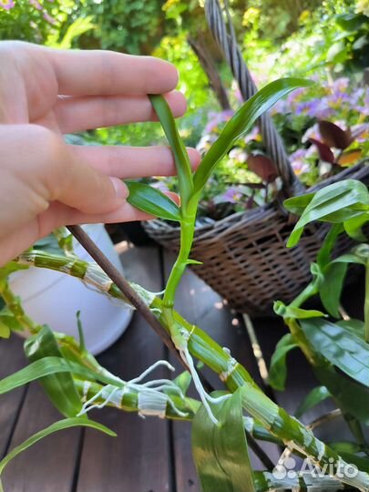 Дендробиум белый детки