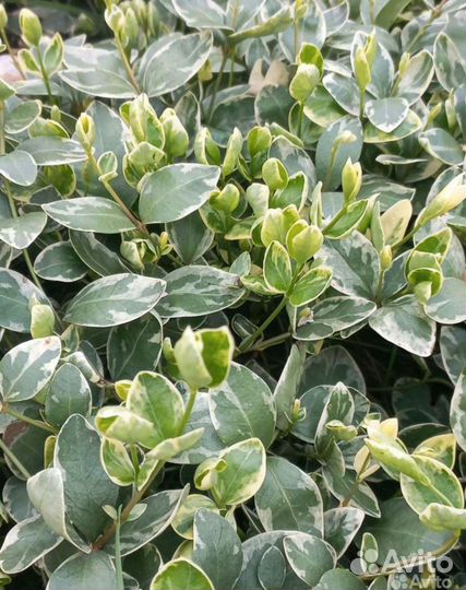 Почвопокровники многолетние