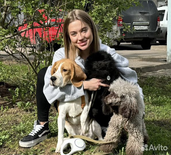 Передержка собак в домашних условиях