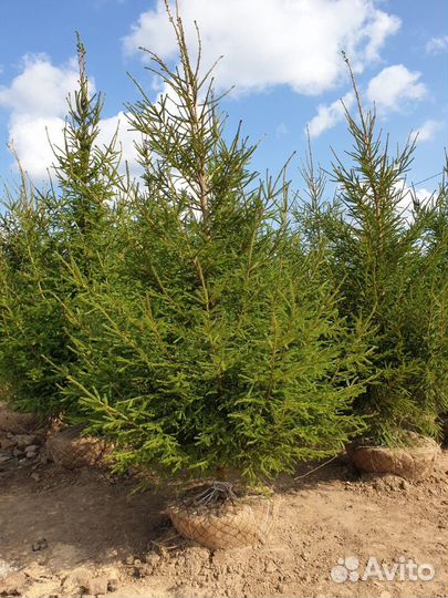Ель обыкновенная Высота от 100см