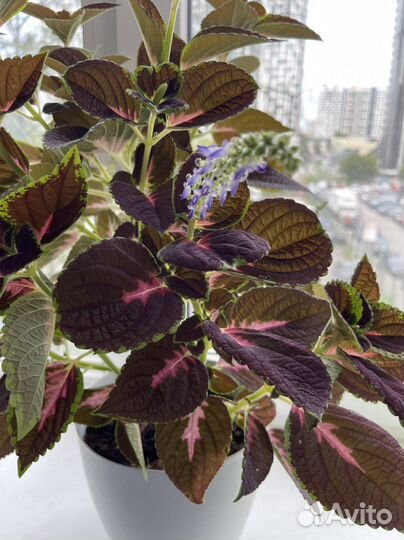 Крапивник домашний цветок