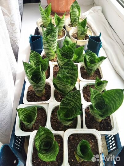 Комнатные цветы Сенсевиерия