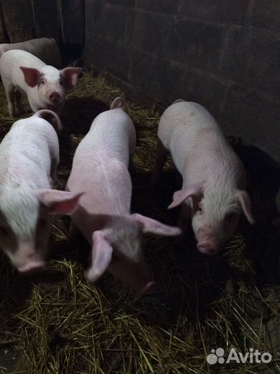 Поросенок крупно-белая