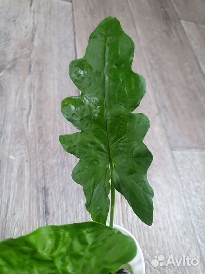 Сингониум Австралия