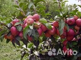 Саженцы, -яблони зимостойких сортов