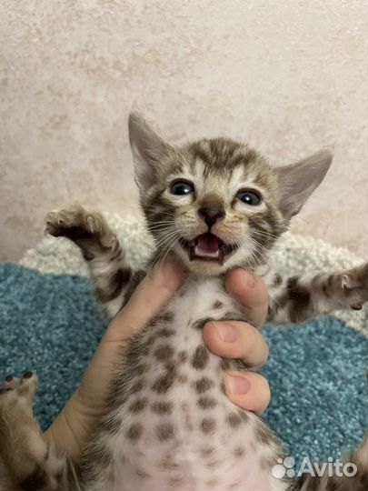 Бенгальская девочка