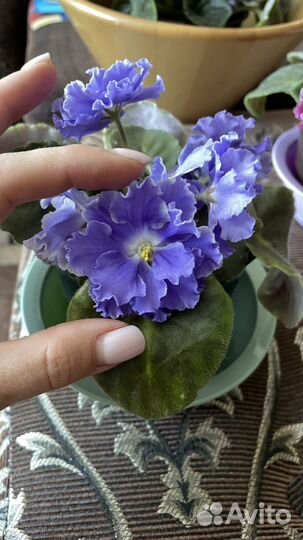 Фиалка ажурная сине-сиреневая