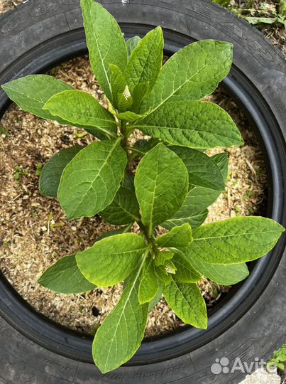 Лаконос (фитолакка) многолетник