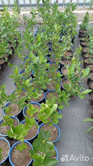 Черноплодная рябина (арония) саженцы