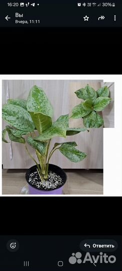 Аглаонема лимон минт