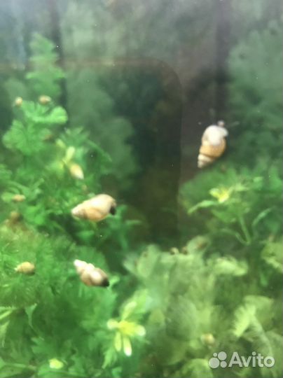 Улитки аквариумные