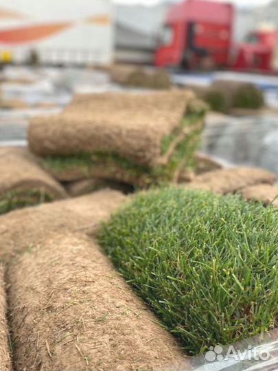 Рулонный газон