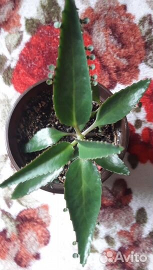 Алоэ (столетник) и каланхоэ лечебные (2-х летки)