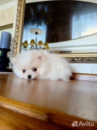 Щенки шпица