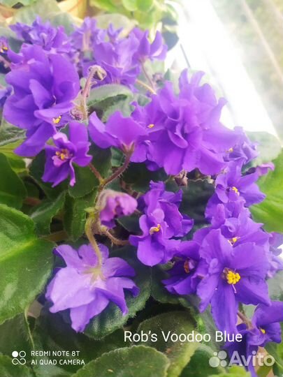 Фиалки цветущие продаются те что на фото