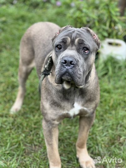 К’отель «4 лапки» передержка кошек и собак