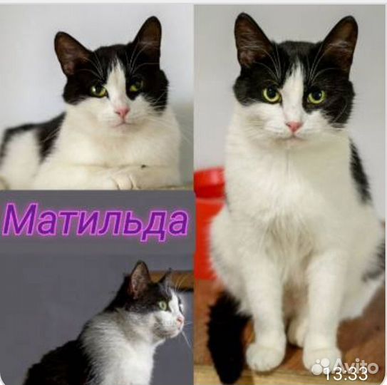 Кошки в добрые руки бесплатно