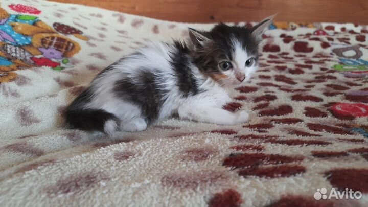 Кошка в дар