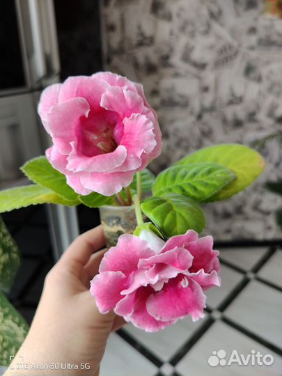 Глоксиния махровая