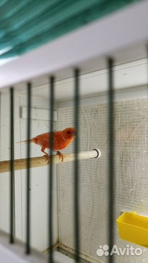 Певчие птицы