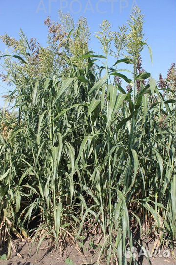 Семена сорго-суданковый гибрид Сабантуй